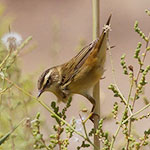 Sedge Warbler