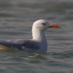 Chroicocephalus genei