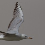Chroicocephalus genei