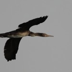 Phalacrocorax nigrogularis