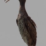 Phalacrocorax nigrogularis