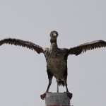 Phalacrocorax nigrogularis