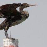Phalacrocorax nigrogularis