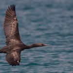 Phalacrocorax nigrogularis