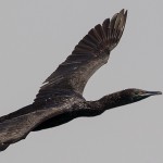 Phalacrocorax nigrogularis