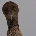 Phalacrocorax nigrogularis