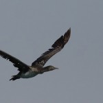 Phalacrocorax nigrogularis