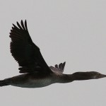 Phalacrocorax nigrogularis