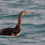 Phalacrocorax nigrogularis