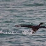 Phalacrocorax nigrogularis