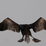 Phalacrocorax nigrogularis