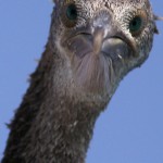 Phalacrocorax nigrogularis