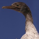 Phalacrocorax nigrogularis