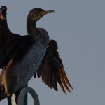 Phalacrocorax nigrogularis
