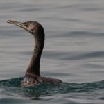 Phalacrocorax nigrogularis