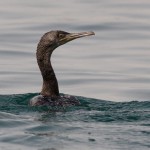 Phalacrocorax nigrogularis