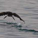 Phalacrocorax nigrogularis