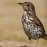Song Thrush