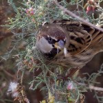 Spanish Sparrow