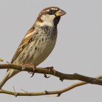 Spanish Sparrow 