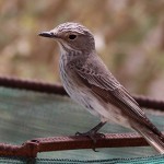 Spotted Flycatcher