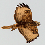Steppe Buzzard