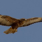 Steppe Buzzard