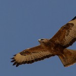 Steppe Buzzard