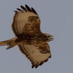 Steppe Buzzard