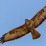 Steppe Buzzard