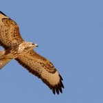 Steppe Buzzard
