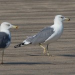 Larus barabensis