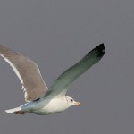 Larus barabensis