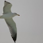 Larus barabensis