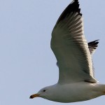 Larus barabensis