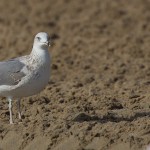 Larus barabensis