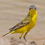 Sykes’s Wagtail
