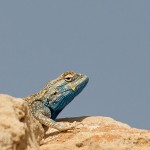 Persia Agama