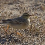 Tawny Pipit