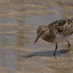 Temminck’s Stint
