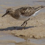 Temminck’s Stint