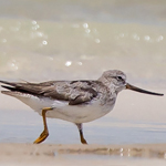 Terek Sandpiper