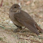 Thrush Nightingale 