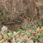 Tree Pipit