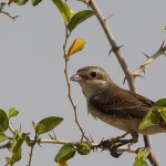 Turkestan Shrike 
