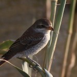 Turkestan Shrike 