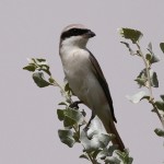 Turkestan Shrike 