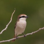 Turkestan Shrike 