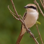 Turkestan Shrike
