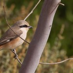 Turkestan Shrike 